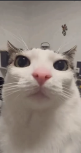 MeWhenSilksong2025