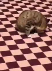 1733280165016236_thumb.jpg