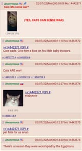 Yes Cats Can Sense War