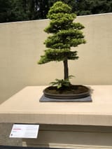 bonzai