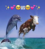 dolphincow