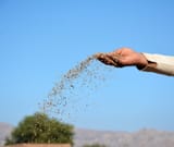 farmer-throwing-dap-fertilizer-fields-sowing-wheat-seeds-81803956