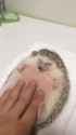 Hedgehog Gets a Massage - 910309 [kr1qkDsd1xE]_thumb.jpg