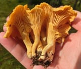 kantareller