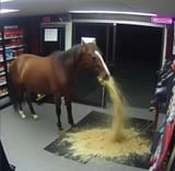 horse throw up