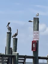 IMG_4491