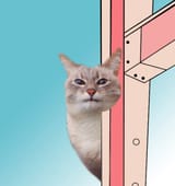 1472320771817; cat 2
