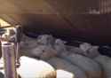 Sheep Juicers_thumb.jpg