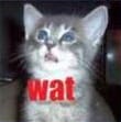 watcat