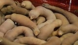 garloids
