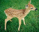 Baby_Deer_fawn_SuburbanWildlifeControl