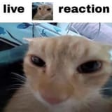 live gamer reaction