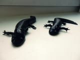metamorphed axolotls