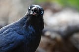 derpy_raven__wild__by_thebootesartvoid_dfhlw7o-fullview