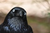 raven_stares_into_your_soul__wild__by_thebootesartvoid_dfhlwl8-fullview