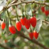 goji