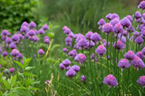 chives