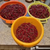 Meine_Johannisbeeren