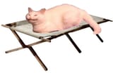 kot cot