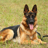 German_Shepherd_Dog1