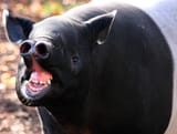 Tapir