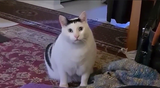 Bweaourw