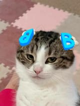 bantCat