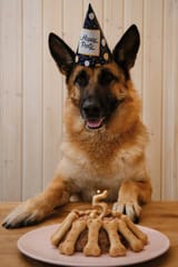 german-shepherd-hat-celebrates-birthday-anniversary-years-home-sitting-table-opposite-birthday-cake-smiling-245867698