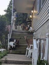 goat house