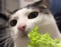 veg_thumb.jpg