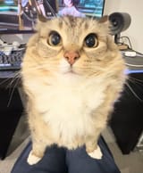 Thread 22968924 OP Image