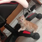 littleguy
