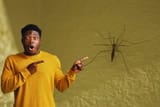 attachment-crane-fly-on-wall
