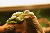 SleepyFrog