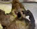 secret squirrel_thumb.jpg