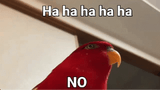 not-funny-didnt-laugh-red-bird