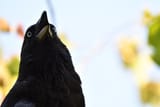 the_laughing_raven__wild__by_thebootesartvoid_dg8gr1w-fullview