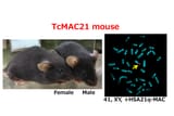 TcMAC21 Mouse