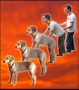 dogtransform