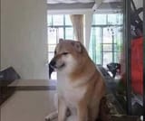 sad doge cheems orig