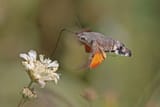 Hummingbird-hawk-moth-768x512