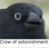 crow-of-astonishment-v0-x5zc8c4zk6hc1