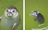 Seal