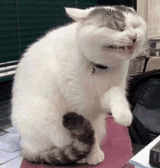 cat-hurt
