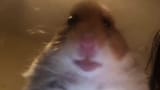 hammy
