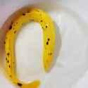 banana eel_thumb.jpg