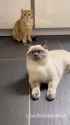 Cat Kot Friends_thumb.jpg