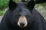 gerry_bear
