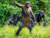 bonobo-female-cub-mother-s-back-natural-habitat-green-natural-background-pan-paniscus-called-pygmy-83573699
