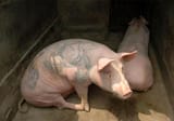 pig-tattoos-06